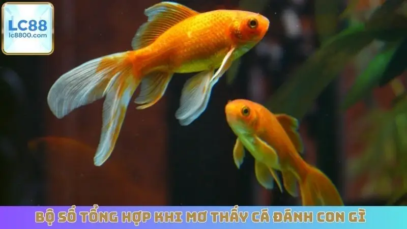 Bộ số tổng hợp khi mơ thấy cá đánh con gì