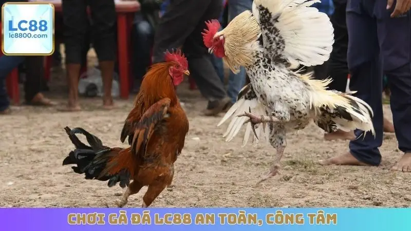 Chơi gà đá LC88 an toàn, công tâm
