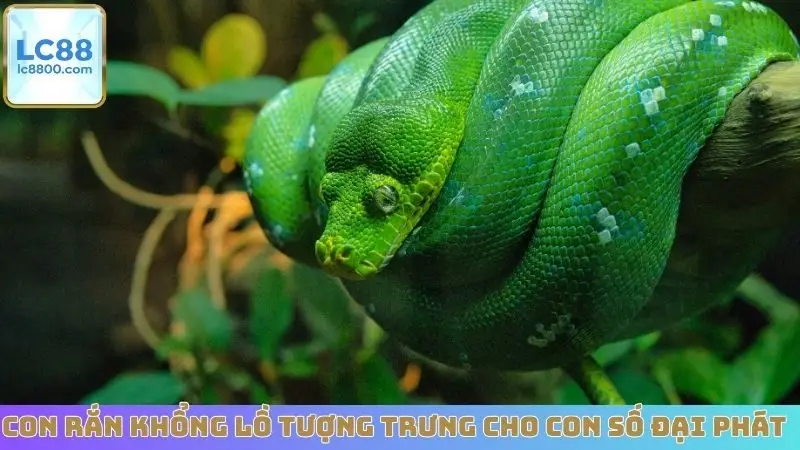 Con rắn khổng lồ tượng trưng cho con số đại phát