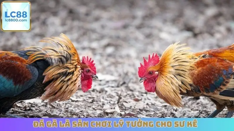 Đá gà là sân chơi lý tưởng cho sư kê