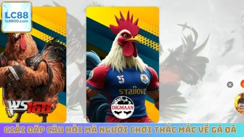 Giải đáp câu hỏi mà người chơi thắc mắc về gà đá