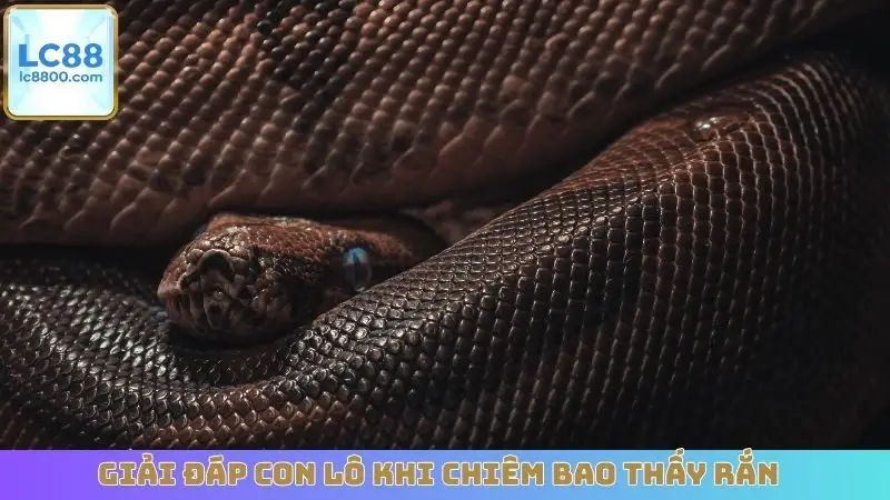 Giải đáp con lô khi chiêm bao thấy rắn
