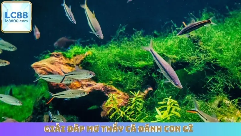 Giải đáp mơ thấy cá đánh con gì