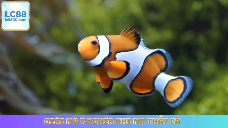 Giải mã ý nghĩa khi mơ thấy cá