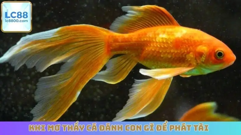 Khi mơ thấy cá đánh con gì để phát tài