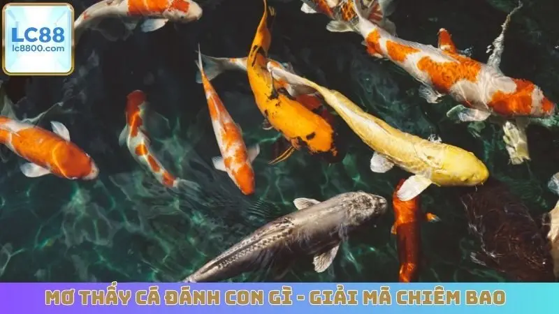 Mơ Thấy Cá Đánh Con Gì - Giải Mã Chiêm Bao
