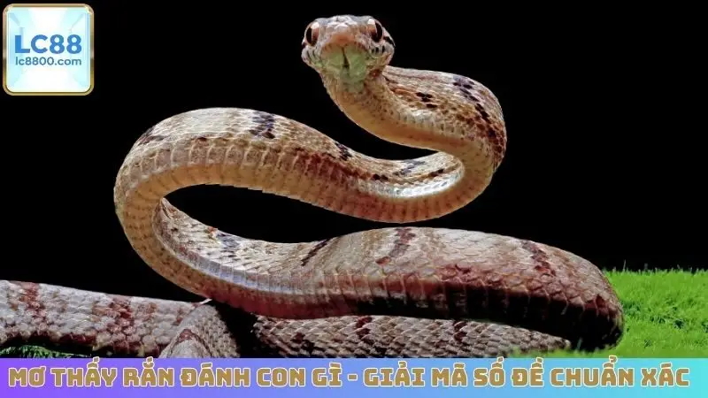 Mơ Thấy Rắn Đánh Con Gì - Giải Mã Số Đề Chuẩn Xác