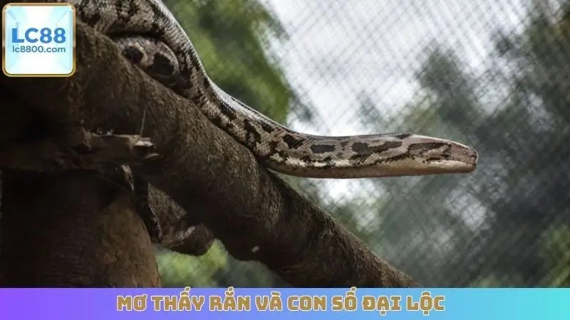 Mơ thấy rắn và con số đại lộc