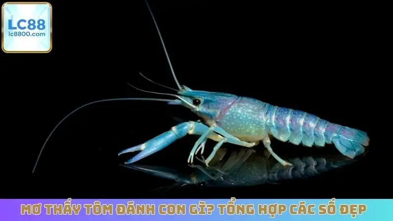 Mơ thấy tôm đánh con gì? Tổng hợp các số đẹp