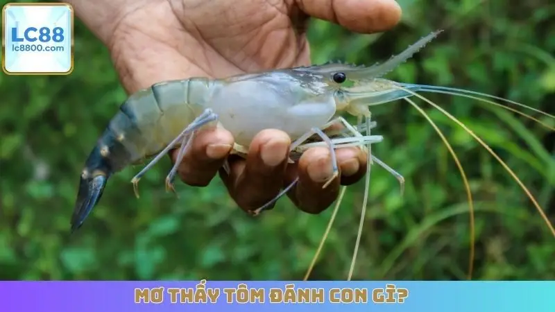 Mơ Thấy Tôm Đánh Con Gì