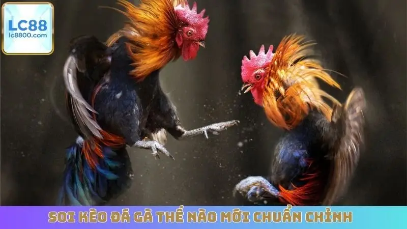 Soi kèo đá gà thế nào mới chuẩn chỉnh